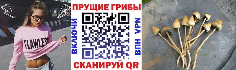 Псилоцибиновые грибы ЛСД  даркнет сайт  Зеленоградск 